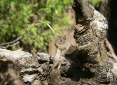 Fonds d'cran Animaux Ecureuil