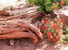 Fonds d'cran Nature Fleurs du dsert...