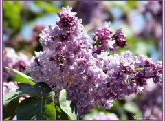 Fonds d'cran Nature Lilas