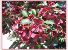 Fonds d'cran Nature pommetier en fleurs