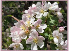 Fonds d'cran Nature Fleurs de mon pommier