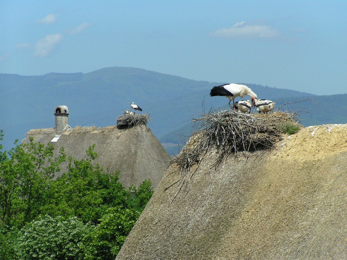 Fonds d'cran Voyages : Europe France > Alsace Cigognes