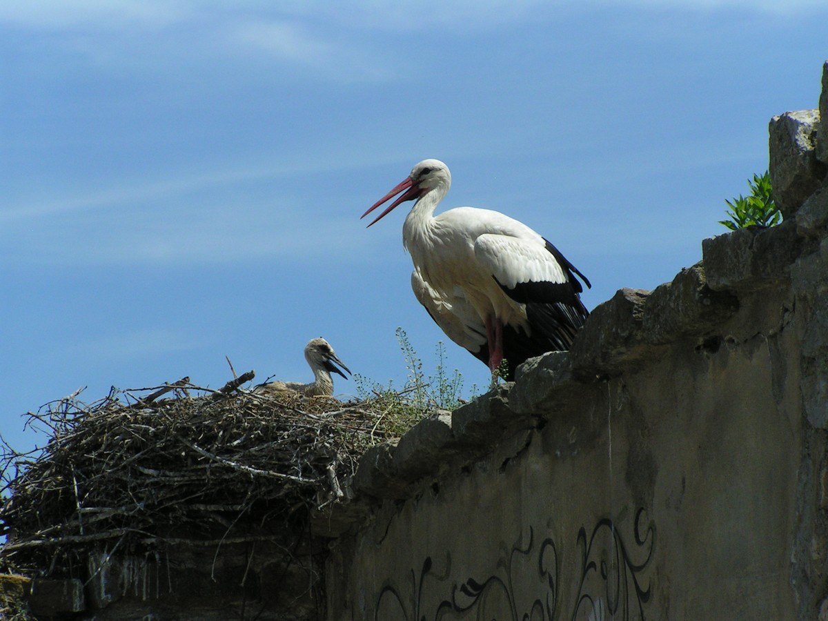 Fonds d'cran Animaux Oiseaux - Cigognes Cigogne et son cigogneau