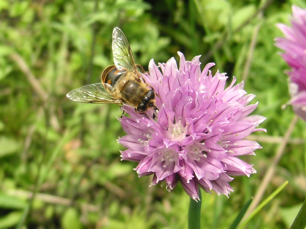 Fonds d'cran Animaux Insectes - Abeilles Gupes ... abeille