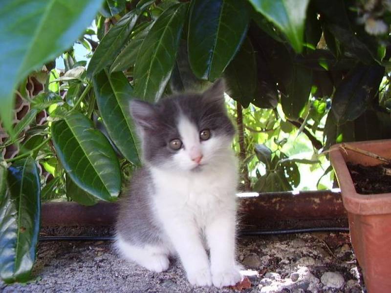 Fonds d'cran Animaux Chats - Chatons je prends la pose?