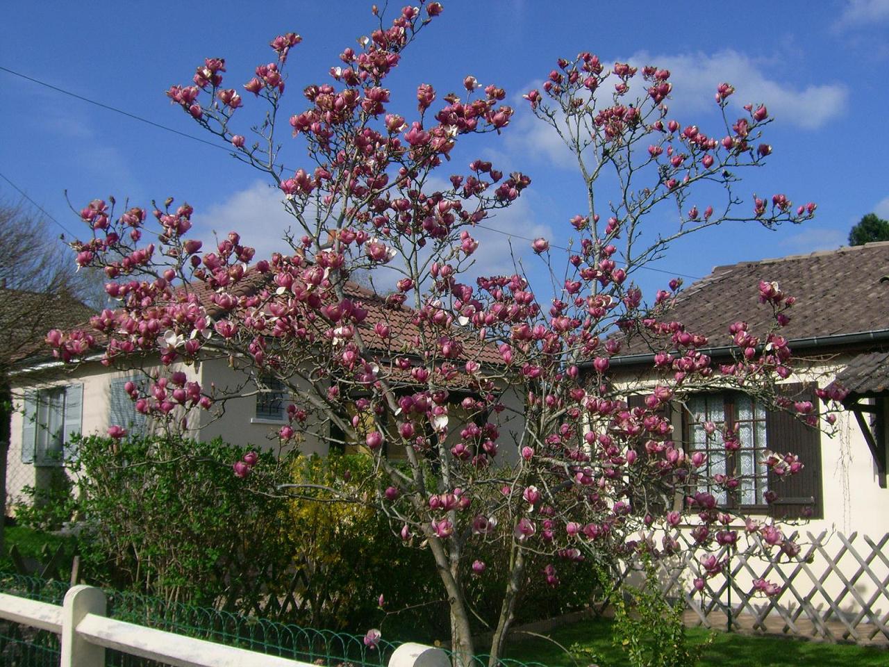 Fonds d'cran Nature Arbres - Forts 