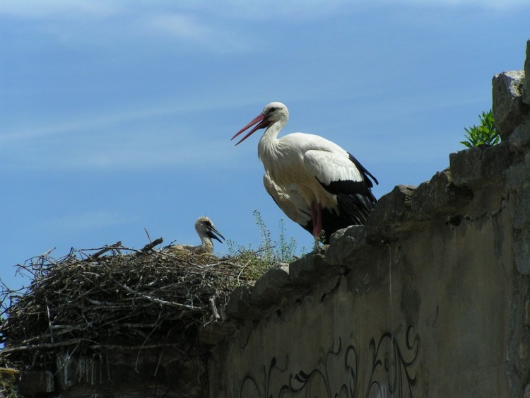 Fonds d'cran Animaux Oiseaux - Cigognes Cigogne et son cigogneau