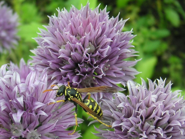 Fonds d'cran Animaux Insectes - Abeilles Gupes ... butineur