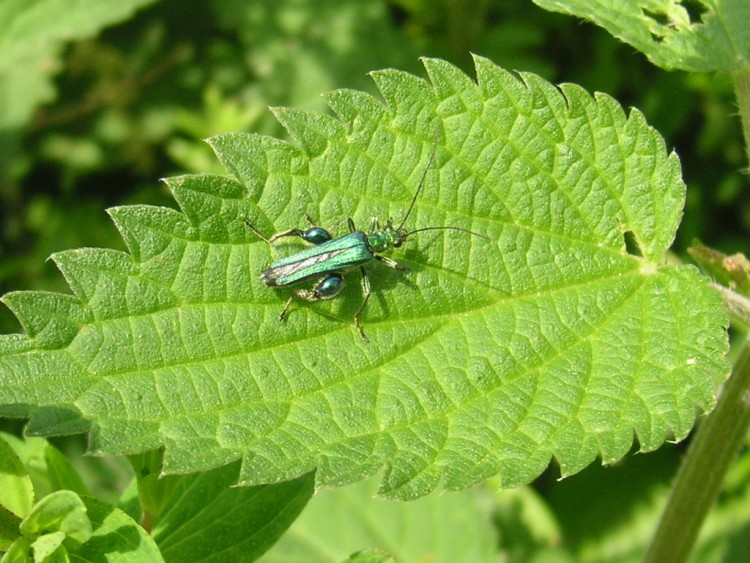 Fonds d'cran Animaux Insectes - Divers drle d'insecte