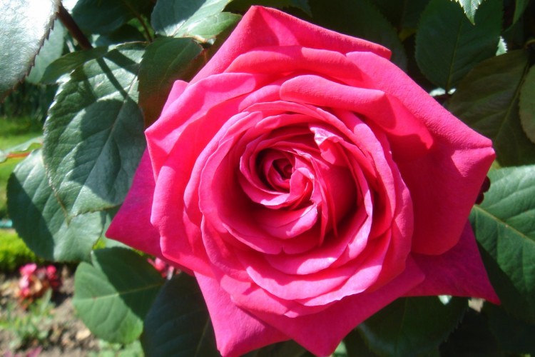 Fonds d'cran Nature Fleurs une belle rose