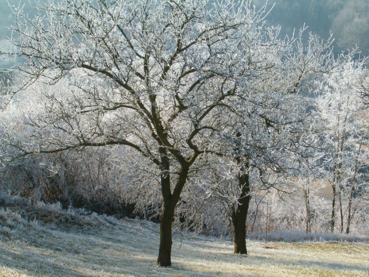 Fonds d'cran Nature Saisons - Hiver Dernire neige