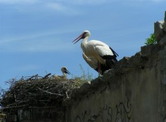 Wallpapers Animals Cigogne et son cigogneau