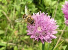 Fonds d'cran Animaux abeille