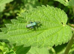 Fonds d'cran Animaux drle d'insecte