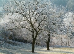 Fonds d'cran Nature Dernire neige