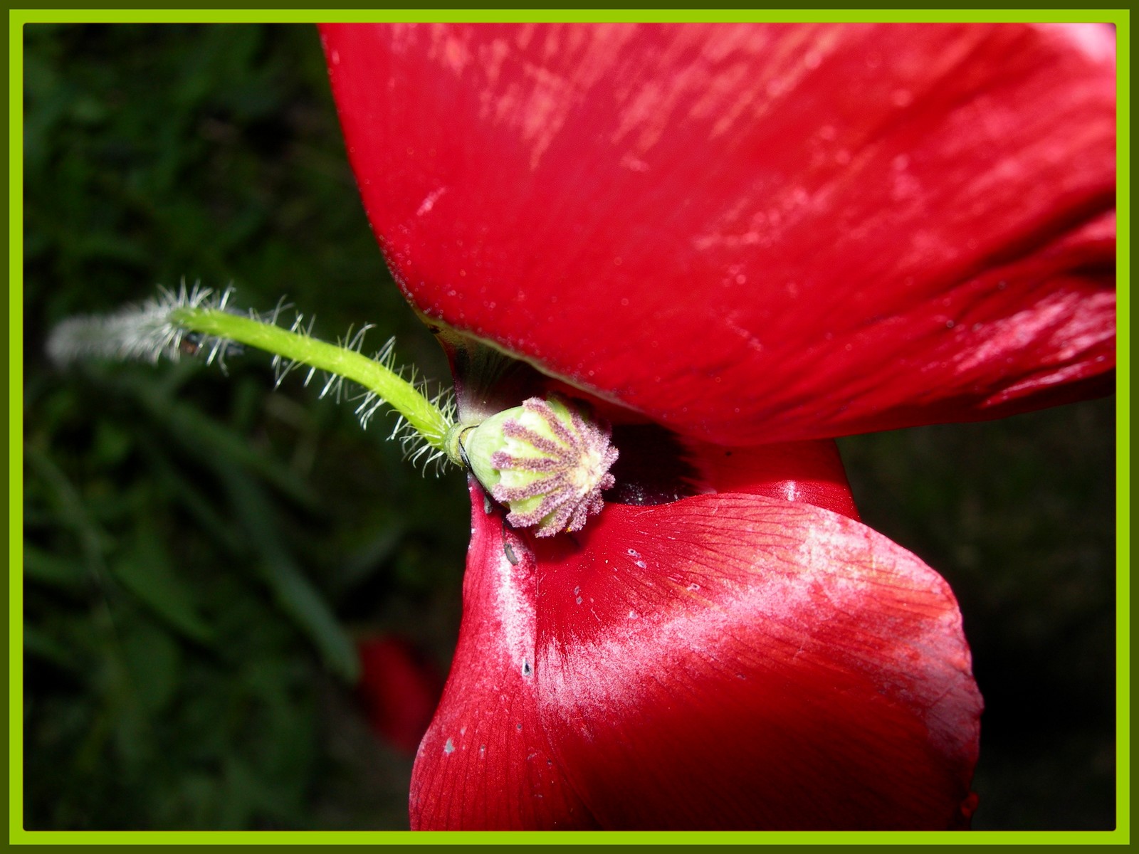 Wallpapers Nature Flowers Coquelicot fan !:-))