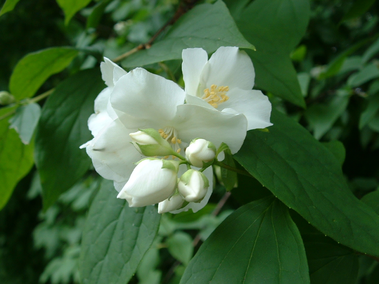 Fonds d'cran Nature Fleurs Buisson en fleurs Parc Josaphat Bruxelles 2006