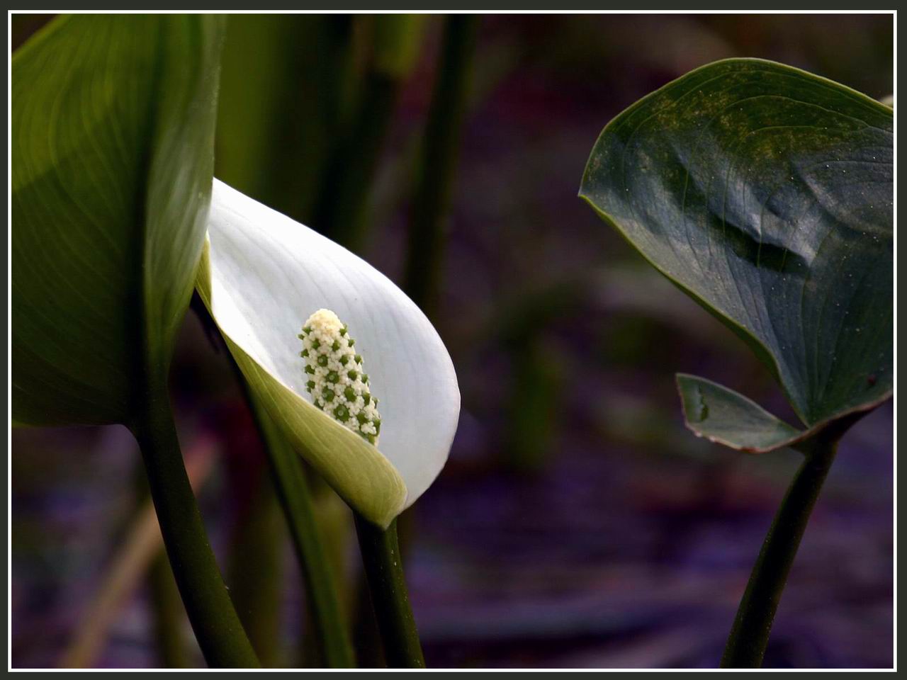 Fonds d'cran Nature Fleurs Calla des Marais