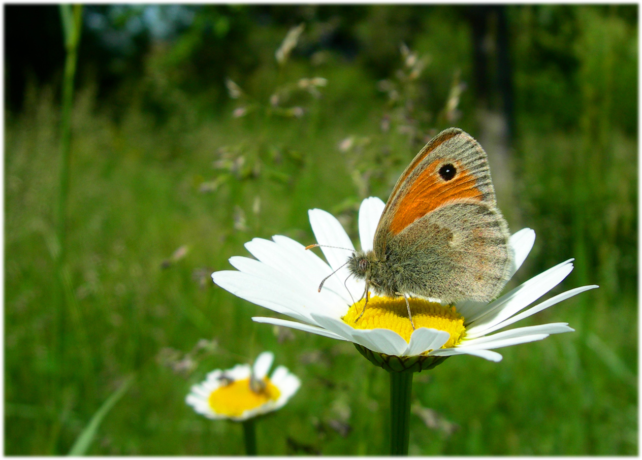 Fonds d'cran Animaux Insectes - Papillons papillon