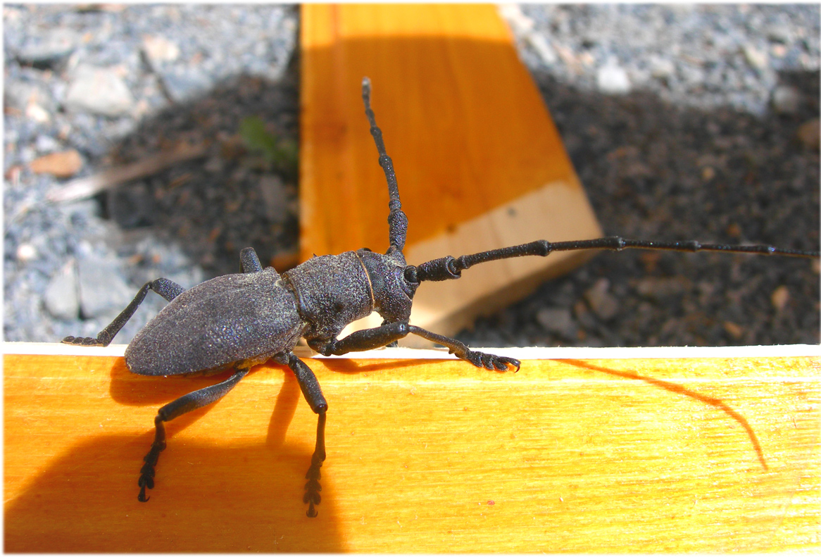 Fonds d'cran Animaux Insectes - Divers 