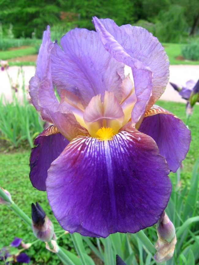 Fonds d'cran Nature Fleurs Iris violet