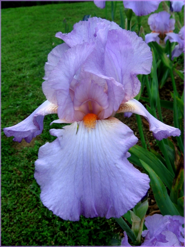 Fonds d'cran Nature Fleurs Iris mauve