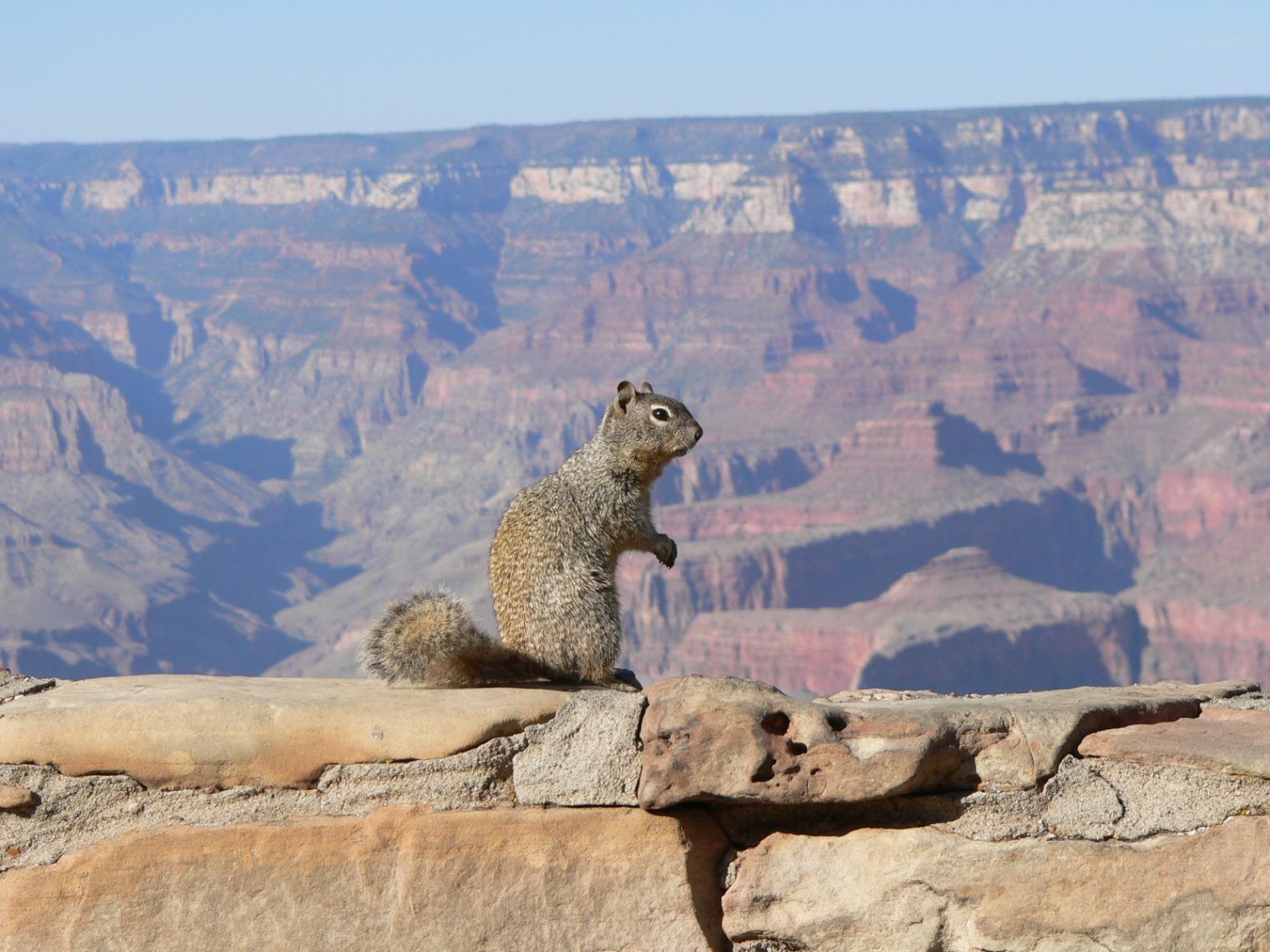 Wallpapers Animals Rodents - Misc Ecureuil du Grand Canyon