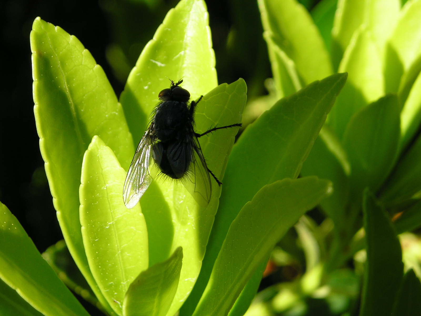 Wallpapers Animals Insects - Flies 