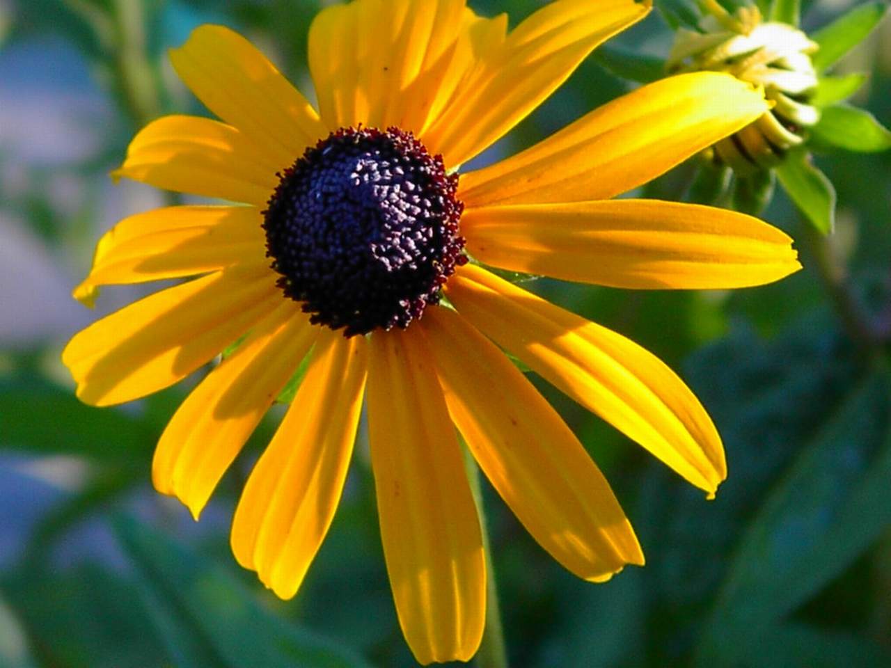 Fonds d'cran Nature Fleurs rudbeckia