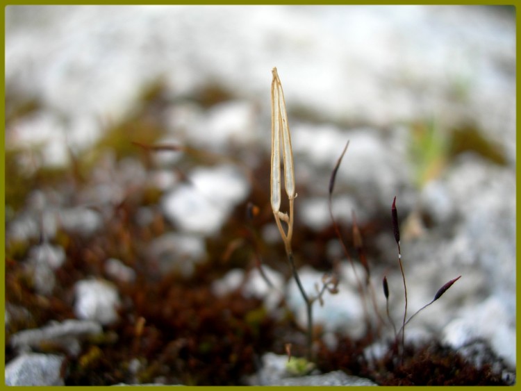 Wallpapers Nature Moss - Lichens ? ::-)))