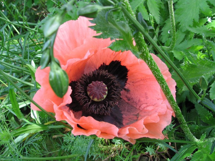 Fonds d'cran Nature Fleurs MUNDO EN FLEURS