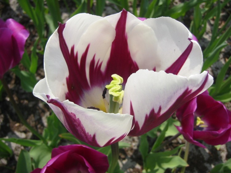 Fonds d'cran Nature Fleurs Tulipes blanches-bordeaux