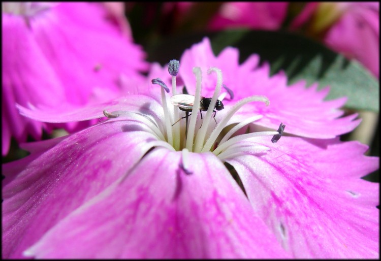 Fonds d'cran Nature Fleurs Oeuillet