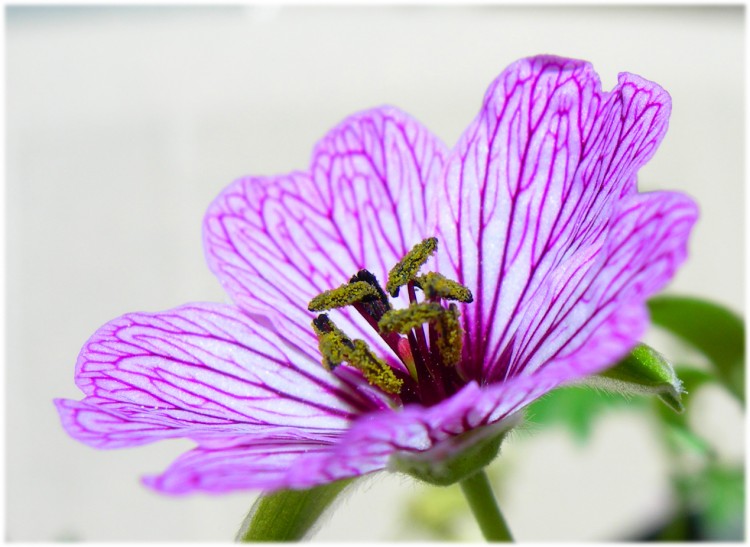 Fonds d'cran Nature Fleurs Granium