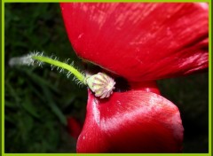 Wallpapers Nature Coquelicot fan !:-))