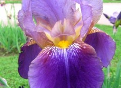 Fonds d'cran Nature Iris violet