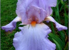 Fonds d'cran Nature Iris mauve