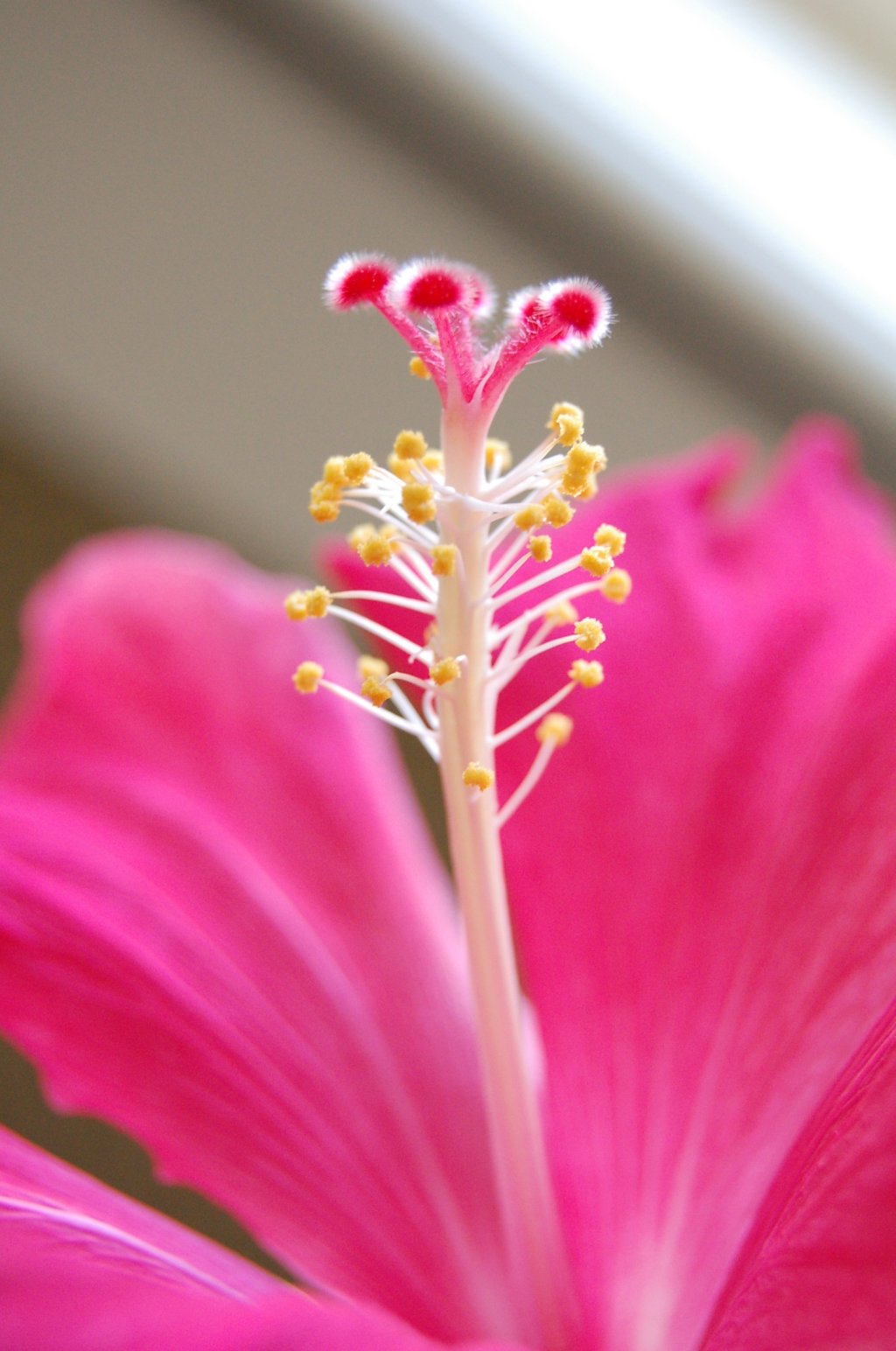 Fonds d'cran Nature Fleurs 