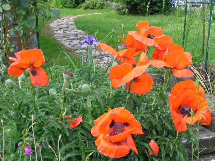 Fonds d'cran Nature Fleurs MUNDO EN FLEURS