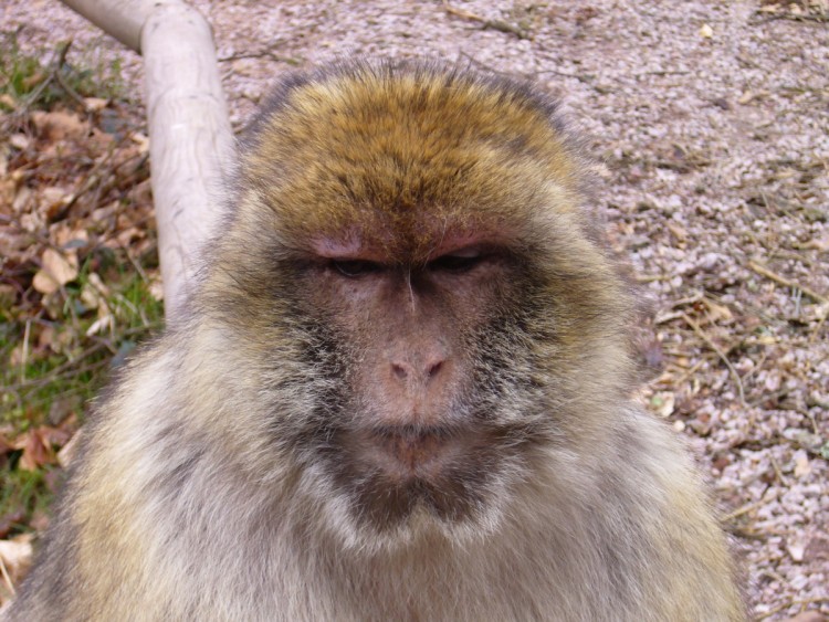 Wallpapers Animals Monkeys Dans les yeux