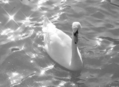 Wallpapers Animals Cygne