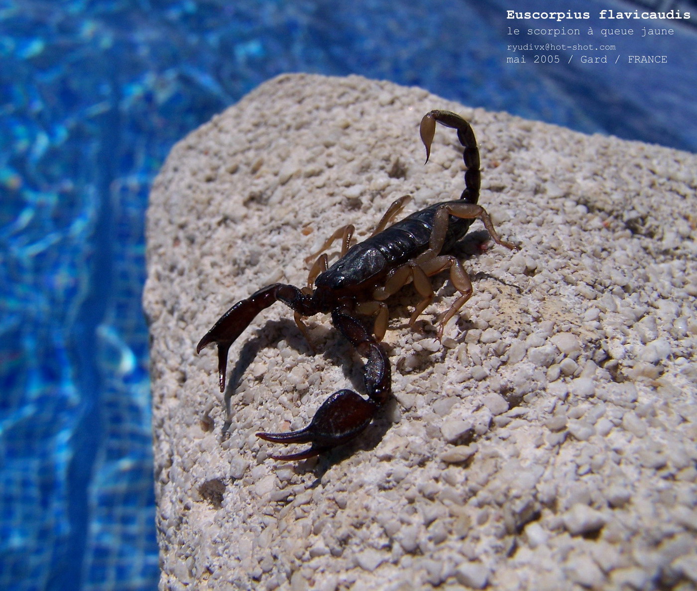 Wallpapers Animals Insects - Scorpions Le scorpion  queue jaune, Euscorpius flavicaudis