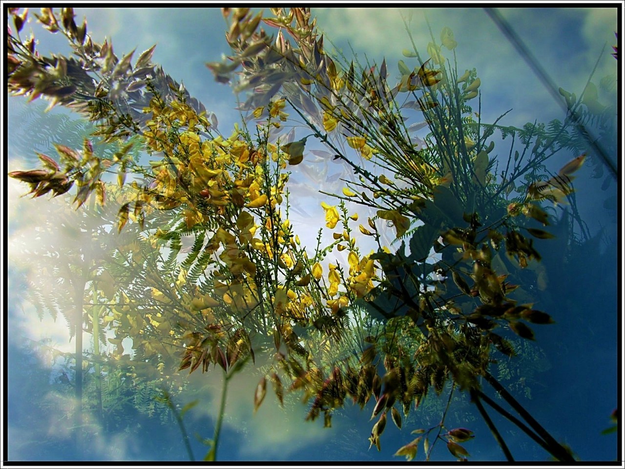 Fonds d'cran Nature Fleurs Composition