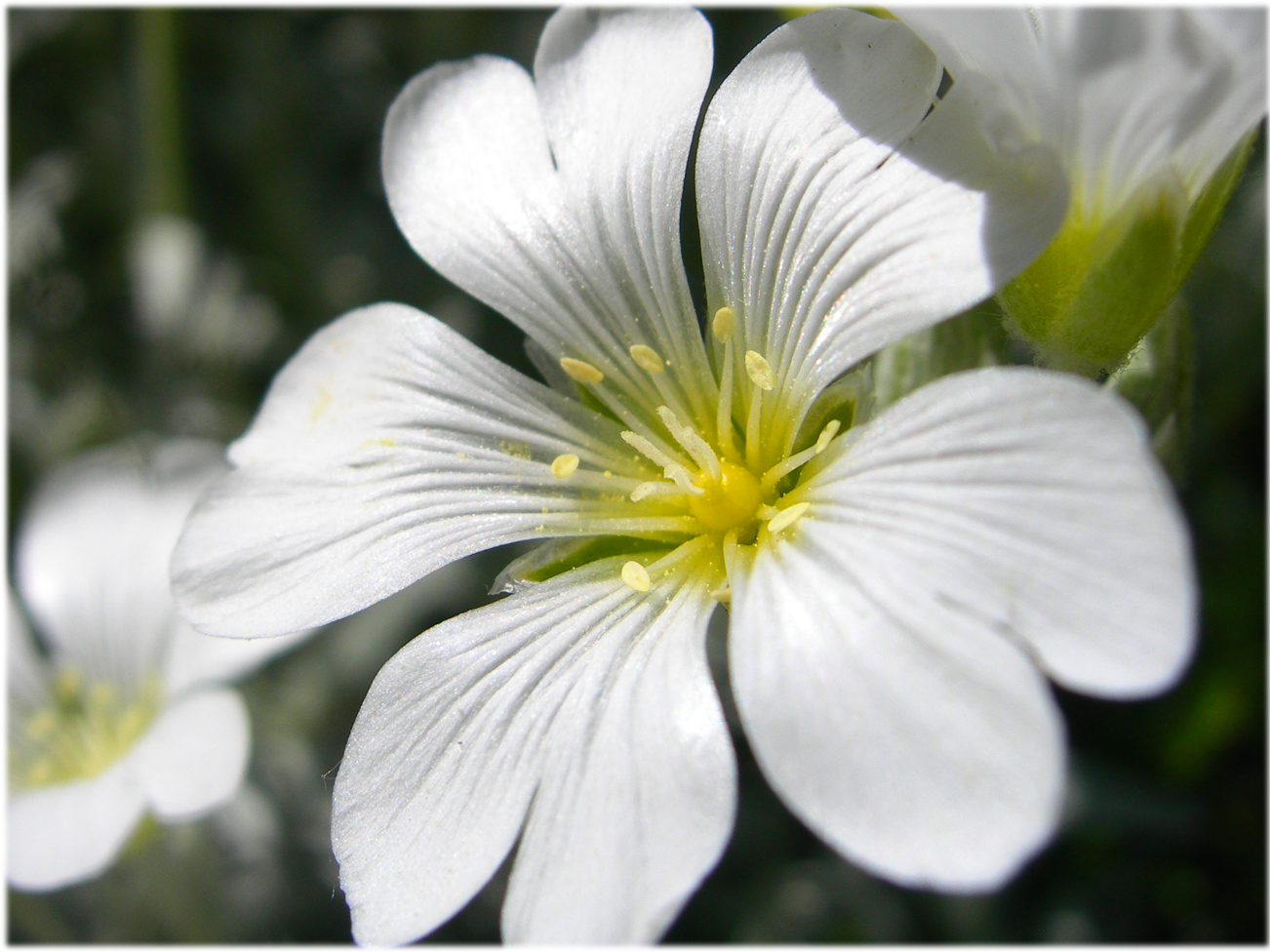 Fonds d'cran Nature Fleurs 