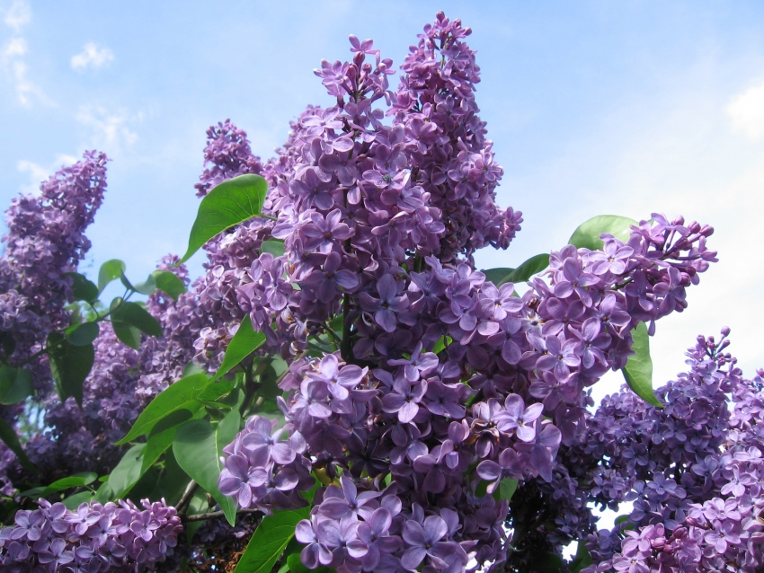 Wallpapers Nature Flowers Lilas mauve et ciel bleu