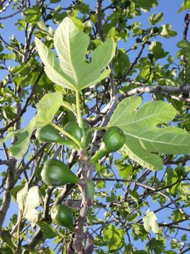 Wallpapers Nature Fruits figues