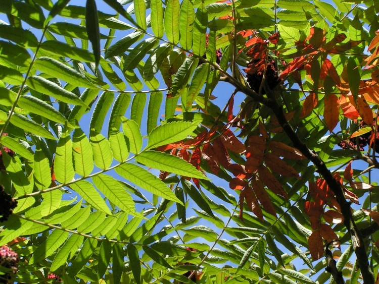 Fonds d'cran Nature Arbres - Forts Sumac de Virginie