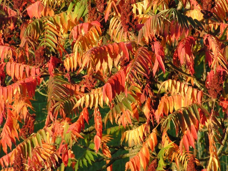 Fonds d'cran Nature Arbres - Forts Sumac de Virginie