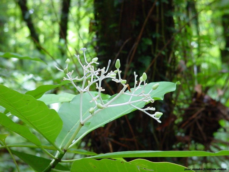 Fonds d'cran Nature Plantes - Arbustes Bois de corail