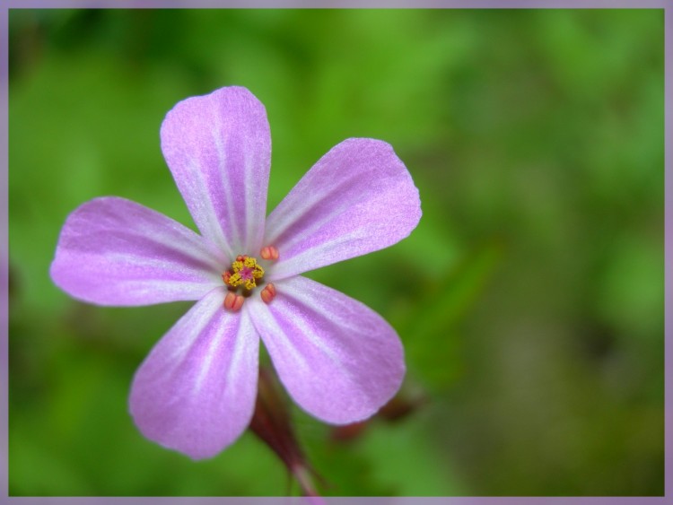 Wallpapers Nature Flowers Fleur des champs